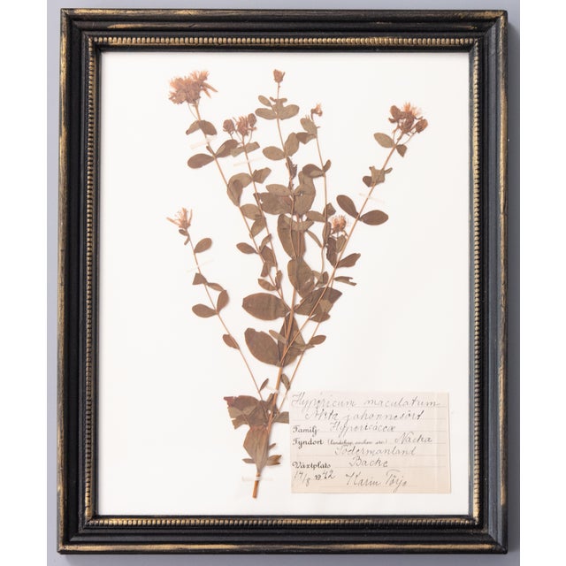 Custom Framed Antique Swedish Herbarium Botanical Specimens, Circa 1940's - Set of 6 For Sale - Image 9 of 12