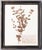 Custom Framed Antique Swedish Herbarium Botanical Specimens, Circa 1940's - Set of 6 For Sale - Image 9 of 12