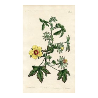 1811, Hibiscus Botanical Print, Curtis's Botanical Magazine, Original Antique Botanical Print, Engraving, England For Sale