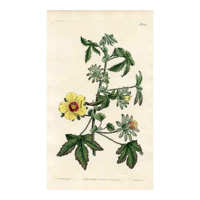 1811, Hibiscus Botanical Print, Curtis's Botanical Magazine, Original Antique Botanical Print, Engraving, England For Sale