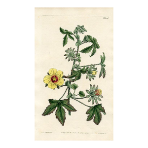 1811, Hibiscus Botanical Print, Curtis's Botanical Magazine, Original Antique Botanical Print, Engraving, England