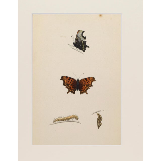 Realism 19th Century Antique Morris Butterfly Print Hand Colored Lithograph 1853 For Sale - Image 3 of 4
