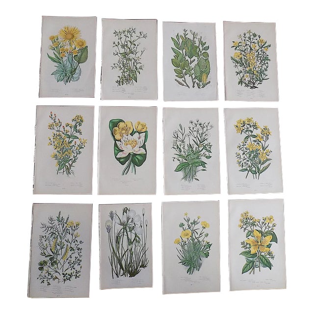 Authentic Antique 19th Century Botanical Lithographs - Set of 12 For Sale