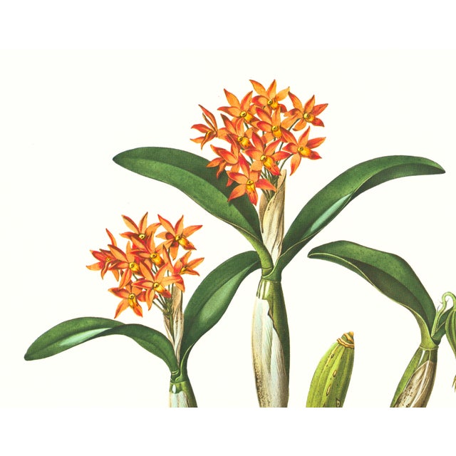 Limited edition reproduction print of one of the most famous botanical works ever produced, "The Orchidaceae of Mexico and...