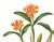 Limited edition reproduction print of one of the most famous botanical works ever produced, "The Orchidaceae of Mexico and...