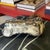 Late 20th Century Hollywood Regency Recumbent Sphinx Sculpture For Sale - Image 4 of 5