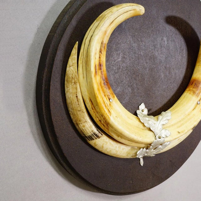 Vintage Wild Boar Teeth Trophy on Wooden Plaque, Germany A vintage Black Forest wild boar (Sus scrofa) trophy on a turned...