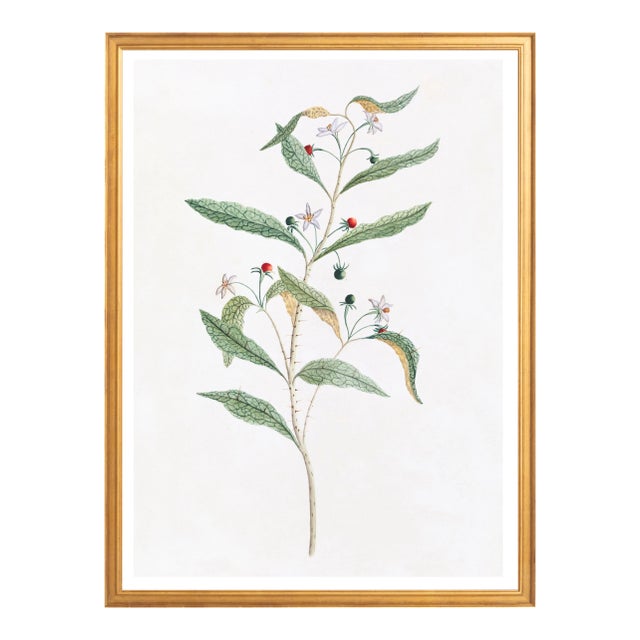 Illustration Celerie Kemble Curated Australian Botanical VIII (36x48) in Gold Frame For Sale - Image 3 of 4