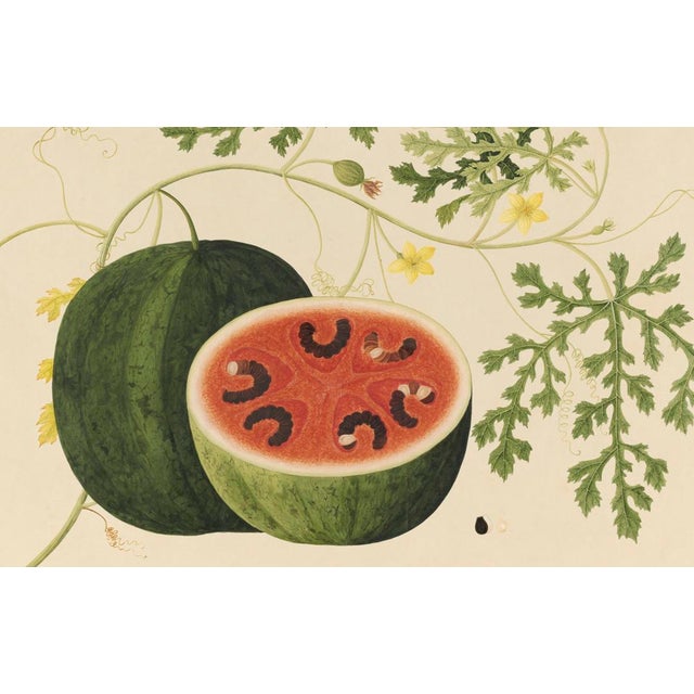 Golden Tropic Botanicals #15/22. beautifully reproduced as giclée prints using archival inks on imported English cotton...