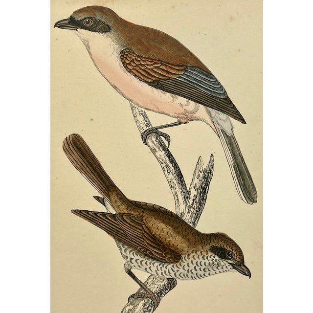 Illustration Antique Hand Tinted Bird Print From England Featuring a Pair of Red-Backed Shrikes - Circa 1880 For Sale - Image 3 of 12