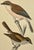 Illustration Antique Hand Tinted Bird Print From England Featuring a Pair of Red-Backed Shrikes - Circa 1880 For Sale - Image 3 of 12