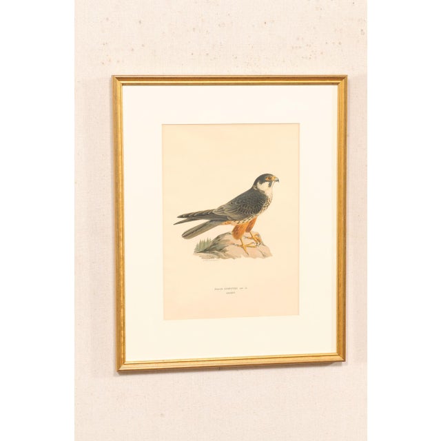 Early 20th Century Early 20th Century Swedish Framed Osprey Lithographs, C. 1920 - Set of 2 For Sale - Image 5 of 12