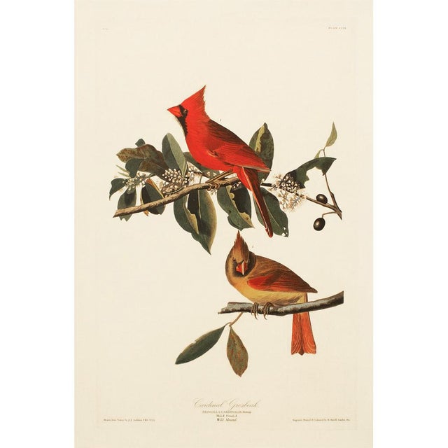1990s Cardinal Grosbeak After Audubon, Large American Classical Print For Sale - Image 12 of 12