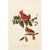 1990s Cardinal Grosbeak After Audubon, Large American Classical Print For Sale - Image 12 of 12