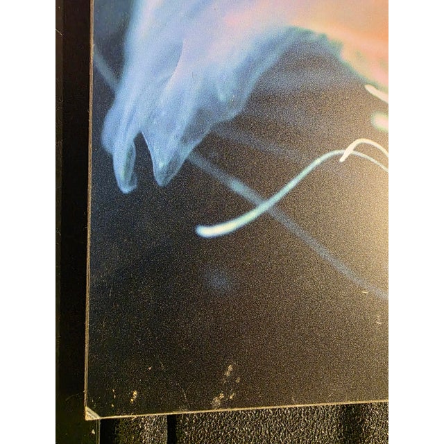 Frank and Gail Zappa Estate 1970s Diva Zappa Jellyfish Photo on Board For Sale - Image 9 of 16