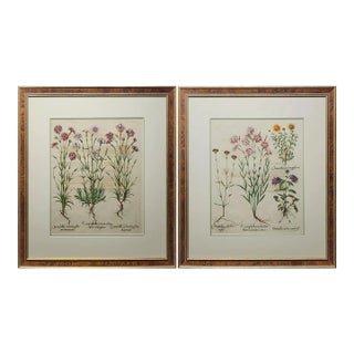 Original Besler Pink Flowers Print From 1713 Framed - a Pair For Sale