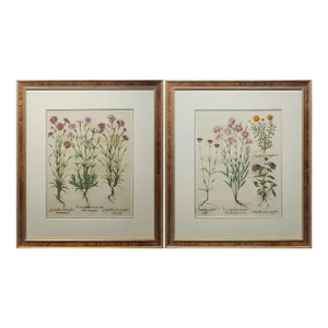 Original Besler Pink Flowers Print From 1713 Framed - a Pair