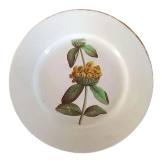 Early 19th Century English Derby Porcelain Botanical Flower Specimen Plate - Golden Sage For Sale