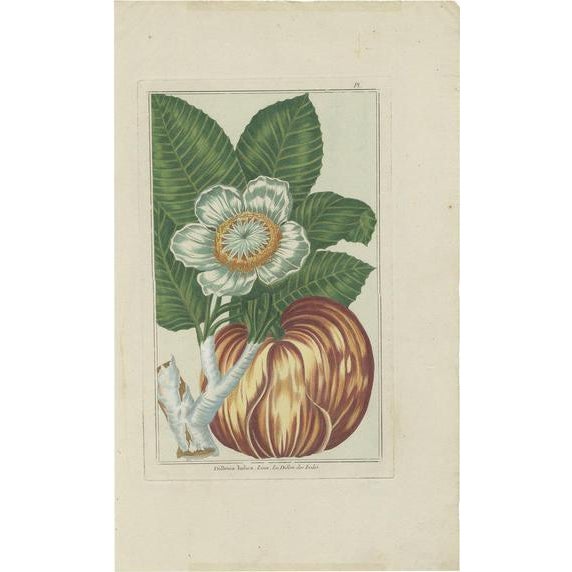 Buchoz, Botany Illustration of Dillenia Indica, 1785, Print For Sale - Image 5 of 5