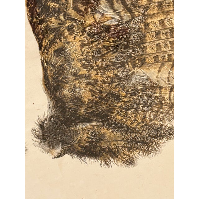 Contemporary Large Format Photographs on Parchment of Owl & Duck’s Wings For Sale - Image 3 of 13