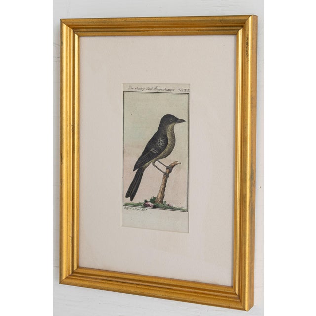 A charming set of five antique-style avian engravings, each delicately hand colored and presented in elegant giltwood...