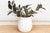 White 19" Dm Chalk White Mediterranean Urn Planter For Sale - Image 8 of 8