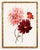 Dahlias by Willem Hekking, Vintage Botanical Art Print, 20" X 30" For Sale In Buffalo - Image 6 of 10