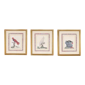 Three Antique Hand Colored Engravings of Birds