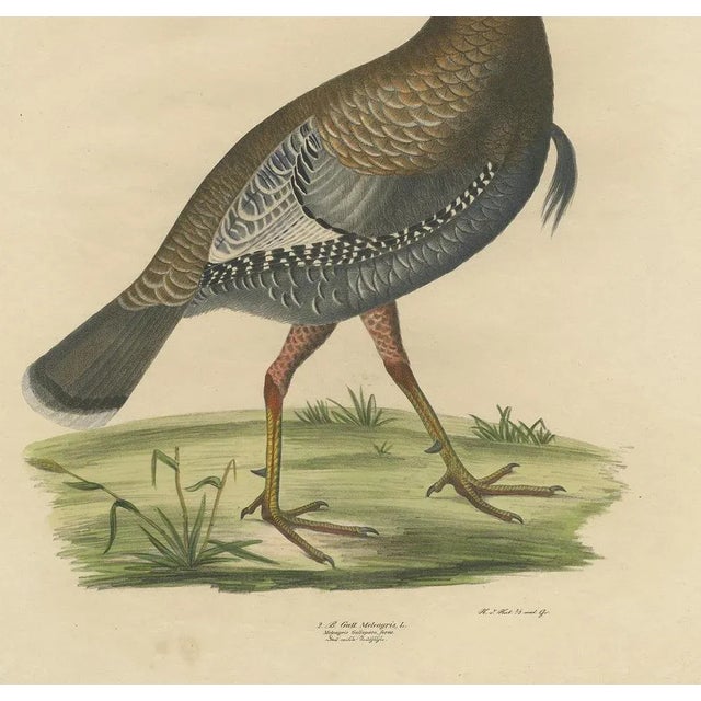 Georg August Goldfuss, Wild Turkey, 1824, Paper For Sale - Image 4 of 7
