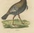 Georg August Goldfuss, Wild Turkey, 1824, Paper For Sale - Image 4 of 7
