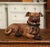Mid-Century French Terracotta Pug Dog Sculpture With Glass Eyes For Sale - Image 4 of 12
