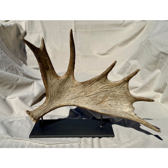 Naturally shed moose paddle from Wyoming sideways mounted on a simple weighted steel base.