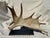 Naturally shed moose paddle from Wyoming sideways mounted on a simple weighted steel base.