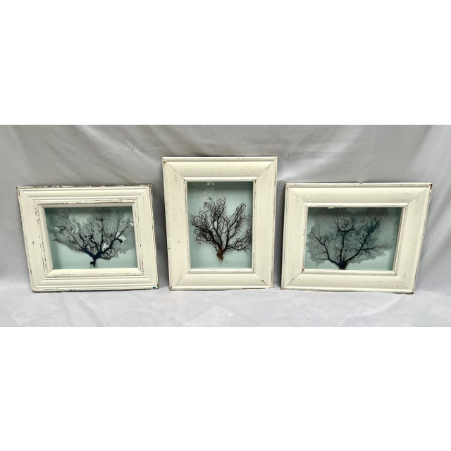 Framed Natural Sea Fan For Sale - Image 9 of 13