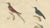 Karl Joseph Brodtmann, Hummingbirds & Treecreepers, 1816, Lithograph For Sale - Image 4 of 9