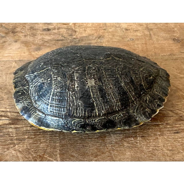 Vintage Boho Turtle Shell For Sale - Image 9 of 12