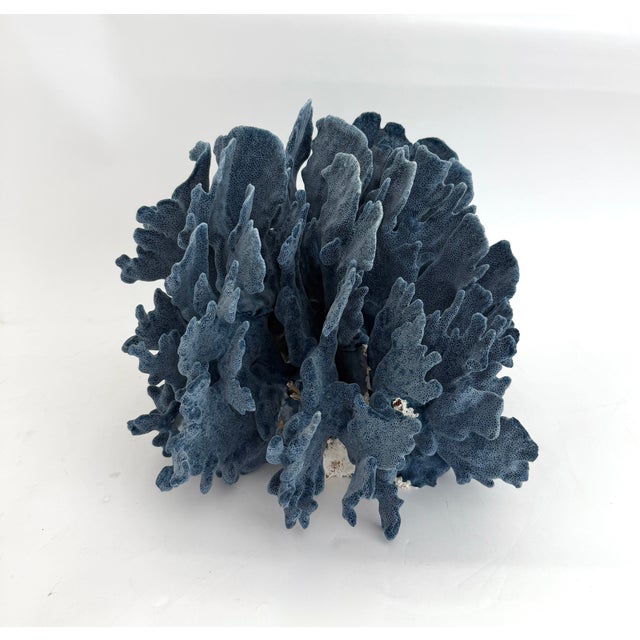 Shell Designer Size Natural Blue Coral Specimen For Sale - Image 7 of 7