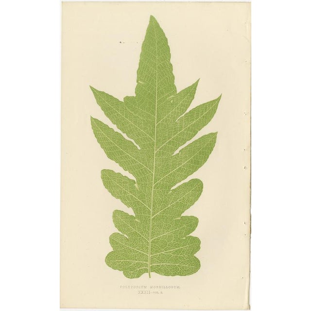 Edward J. Lowe, Ferns, 1856, Lithographs, Set of 10 For Sale - Image 6 of 14