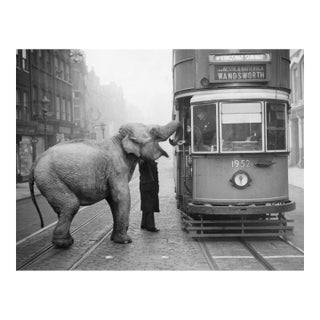 Hungry Elephant' Contemporary Archival Black and White Photograph Print From the Original Negative by Getty - 20x24 For Sale