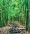 Green Lucky Bamboo Path Photo Taken by Peter Lik in Maui Hawaii, Green Bamboo, Framed For Sale - Image 8 of 18