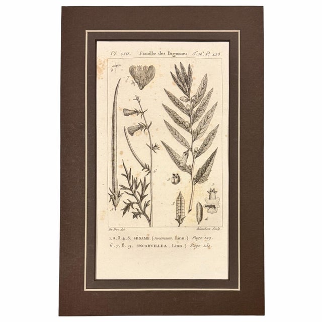 Early 19th Century 1804-1806 French Buffon Monochrome Intaglio Engravings | Mushroom & Botanical Trio - Set of 3 For Sale - Image 5 of 7