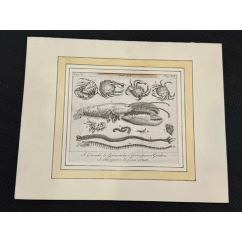 Mid 19th Century Lot of 3 Antique Italian Natural History Fish & Ray Engravings, Hand Colored, Matted For Sale - Image 5 of 14