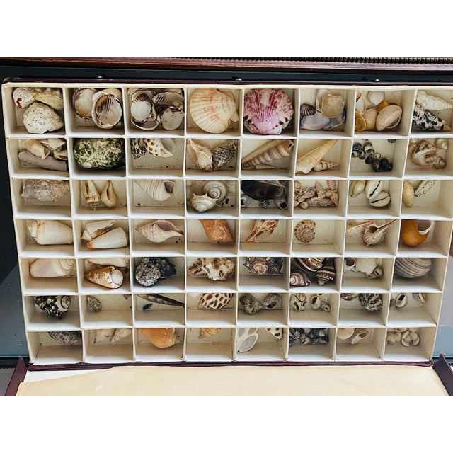 Coastal Antique Sea Shell Collection in Original Box For Sale - Image 3 of 6