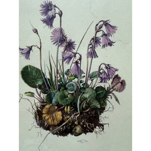 Vintage Framed Botanical Lithograph Featuring Alpine Snowbells For Sale - Image 4 of 8