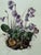 Vintage Framed Botanical Lithograph Featuring Alpine Snowbells For Sale - Image 4 of 8