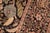 Art Nouveau 1990's Pak-Persian Black/Green Wool Rug - 5'11'' X 9'1'' For Sale In New York - Image 6 of 9