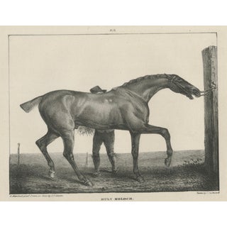 After Chalon, Muly Moloch Sporting Horse, Lithograph, 1840 For Sale