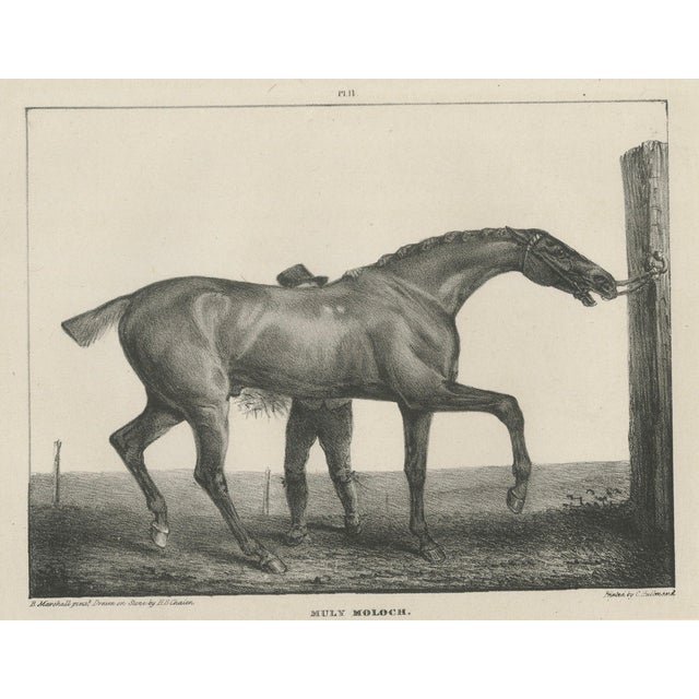 After Chalon, Muly Moloch Sporting Horse, Lithograph, 1840 For Sale