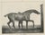 After Chalon, Muly Moloch Sporting Horse, Lithograph, 1840 For Sale