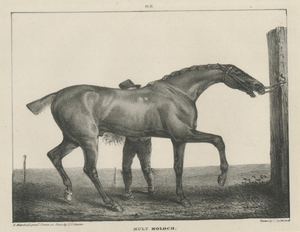After Chalon, Muly Moloch Sporting Horse, Lithograph, 1840